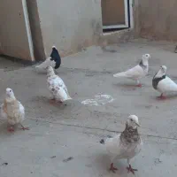 کبوتر