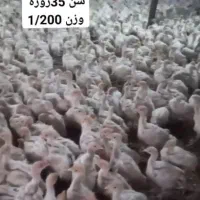 جوجه بوقلمون جوجه مرغ جوجه غاز جوجه اردک