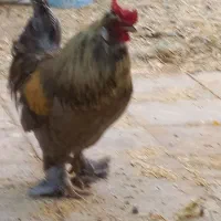 خروس برهما پرپا