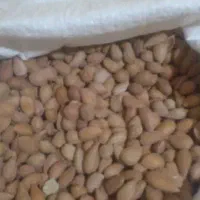 بادام کوهی تلخ