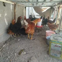 جوجه محلی