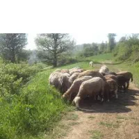 فروش هفت عدد گوسفند