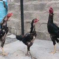 تخم مرغ لاری