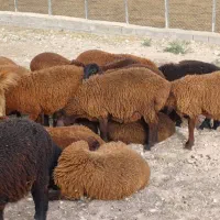 فروش بره پروری