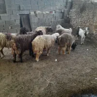 هفت تا بره نر