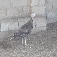 بوقلمون