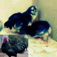 جوجه سه روزه استرالوپ استرالیایی