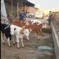 ترمینال گوساله سیمنتال