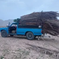 برگ نخل