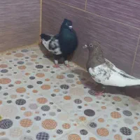 نرو ماده سینه خوب