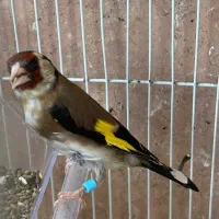 سهره ماده تکثیر قفس