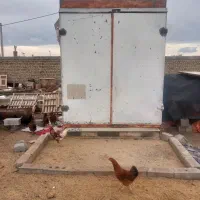 اطاق مسقف کاویان
