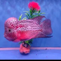 ماهی فلاور ( کامفا )