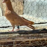 کبوتر زرد