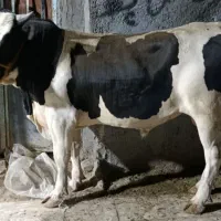 گاو نر کشتار