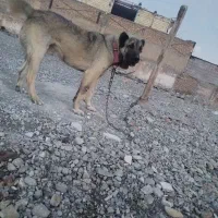 سرابی یک ساله ذات قدیم