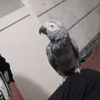 کاسکو ماده