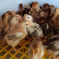 جوجه گلپایگان کیفیت درجه یک ( گوشتی و تخمگذار)