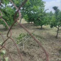 فروش-زمین-باغی-در-مازندران-شهرستان-قائمشهر