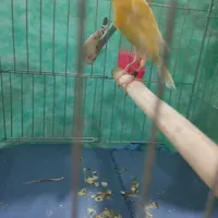 قناری .|پرنده|گهواره, |دیوار