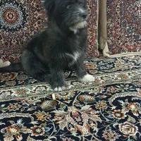 سگ شیتزو ماده