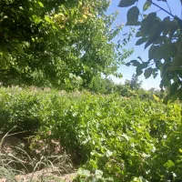 باغچه ۵۰۰متری