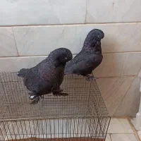 کفتر خارجی ( لانگفیس وارداتی )