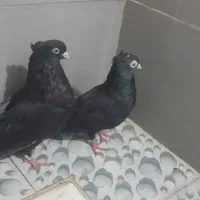 کبوتر زاغ