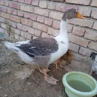 غاز محلی