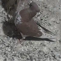 کبوتر گرگی کاکلی