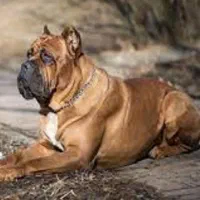 چند قلاده کن کورسو در سه رنگ نرماده از مولد گرید A