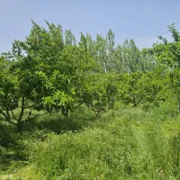 با کود کروا مشکلات باغ یکی یکی شما را رها میکنن