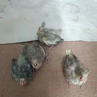 عروس
