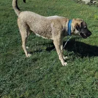 سگ پژدر اصیل