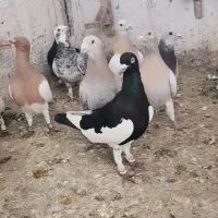 کفتر پلاکی و خودمونی ۲۰ عدد