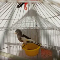 قناری نر مستخون