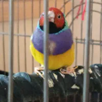 فنج گلدین نر