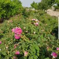 زمین کشاورزی ۱۲۰۰۰ متر مورد استثنایی