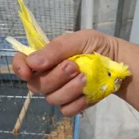 مرغ عشق انگلیسی درشت دستی