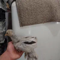 جوجه برهما و جاپنیز