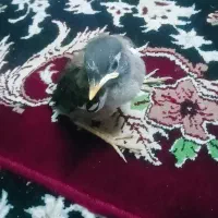 جوجه مرغ مینا