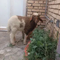 بره ماده عربی