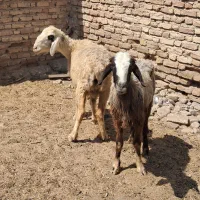 سلام دو عدد میش گله ای جوان سالم ترکی