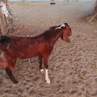 پاچن دوساله