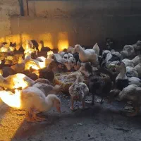 جوجه اردک محلی، مرغ و خروس محلی