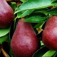 نهال گلابی  بادام  زیتون زرشک وانواع نهال ها