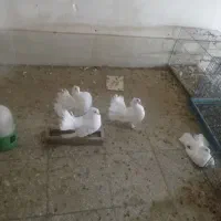 کفتر دم جتری سینه لرزون