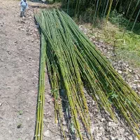 نی بامبو