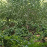 باغ هزار متری با درختان بزرگ و بارده