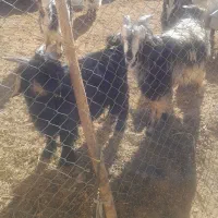 دوتا                            ۲۲،۰۰۰،۰۰۰میلیون